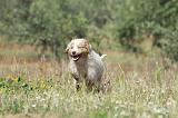 BERGER AUSTRALIEN PUPPIES 285